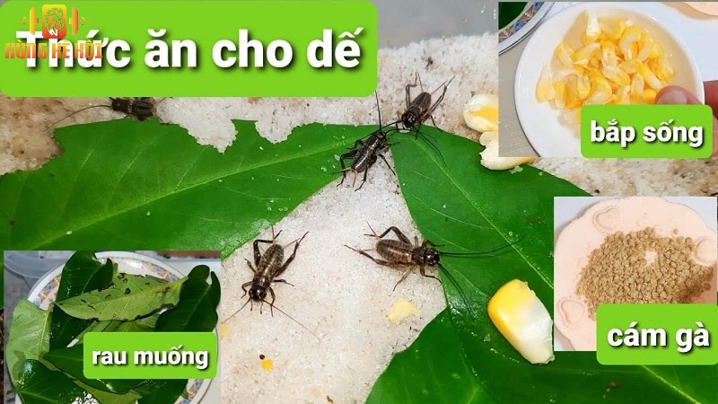 Cách nuôi dế cho gà ăn - Giải pháp tiết kiệm và bổ dưỡng