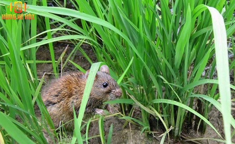 Cách phòng chống chuột ăn gà hiệu quả, an toàn