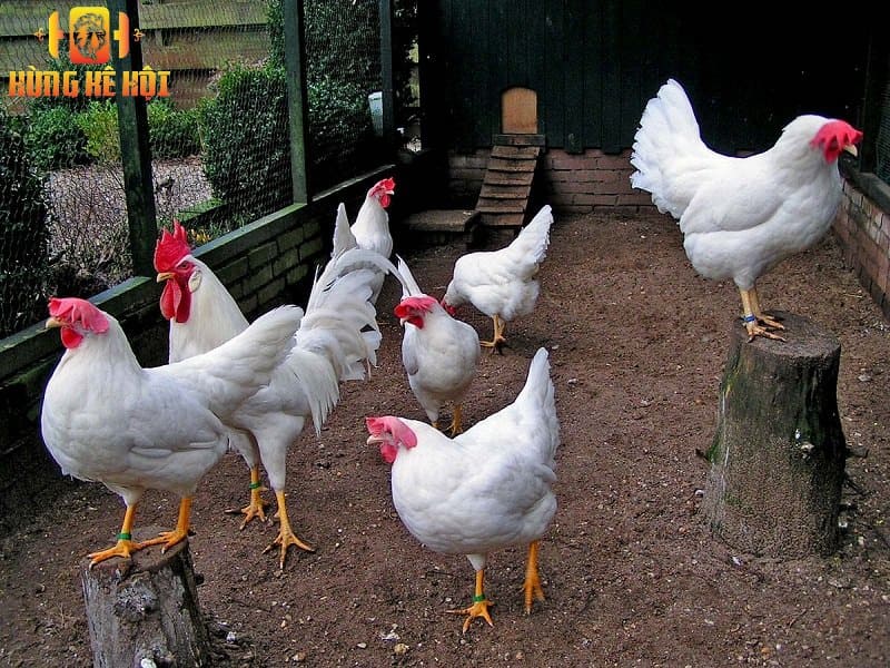 Gà lơ gô - Giống gà siêu trứng đến từ Italia