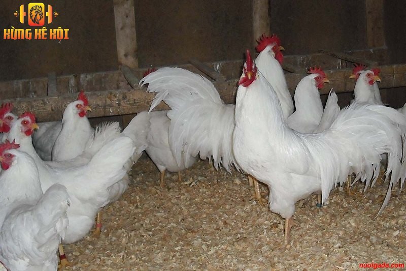 Gà lơ gô - Giống gà siêu trứng đến từ Italia