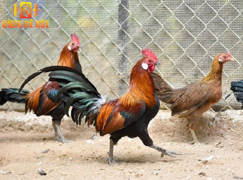 Trang trại gà rừng lớn nhất Việt Nam NTC - nơi nuôi gà rừng thuần chủng