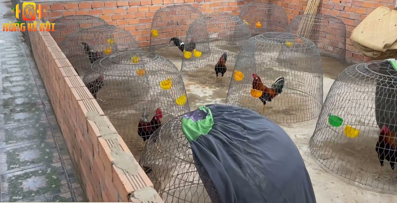 Tìm hiểu chi tiết về trang trại gà Phương Tiền Giang