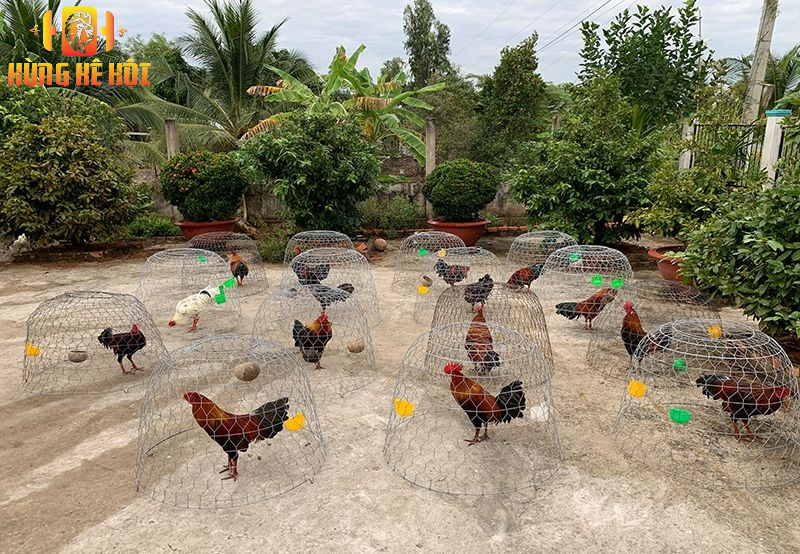 Tìm hiểu chi tiết về trang trại gà Phương Tiền Giang