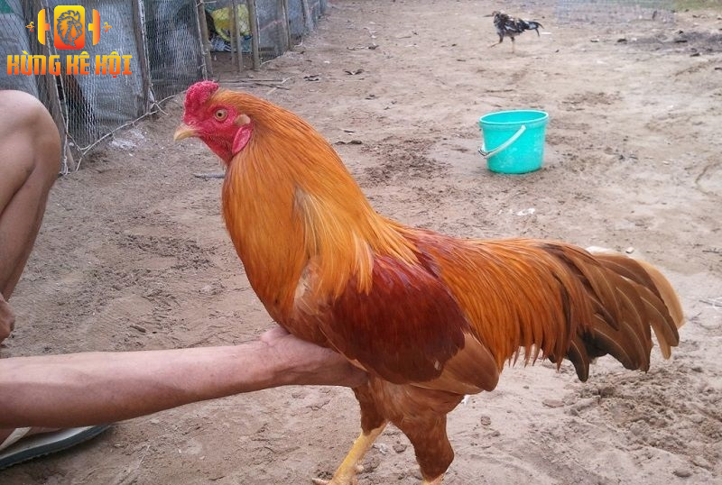 Trại gà giống Đông Anh - Cung cấp gà chất lượng, giá tốt