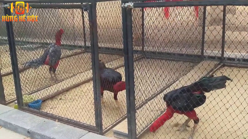 Trại gà nòi Dân Kiều: Đỉnh cao của nghệ thuật nuôi gà chọi