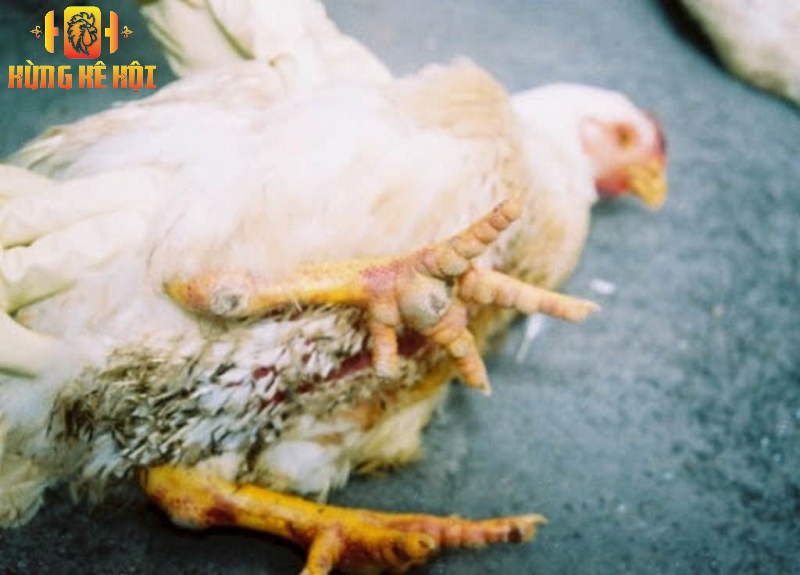 Tìm hiểu về thuốc Cloxit trị tiêu chảy cho gà hiệu quả