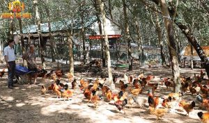 Tìm hiểu về các địa chỉ mua gà giống nổi tiếng ở Khánh Hòa 