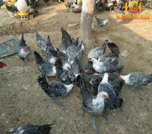 Top 3 trại gà Ai Cập độc ở Bình Phước nổi tiếng nhất