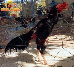 Trang trại gà Nguyễn Văn Thích - Địa chỉ tin cậy cho những ai yêu thích gà đòn