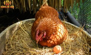 Cần đảm bảo điều kiện chuồng nuôi gà đẻ trứng quy mô nhỏ