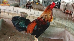 Trại gà Nam Phát cung cấp nhiều giống gà đá chất lượng, nổi tiếng