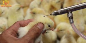 Hiện nay trên thị trường cung cấp nhiều loại vacxin phòng bệnh hiệu quả cho gà