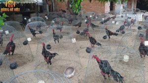 Trại gà đá Thành Nhung đảm bảo cung cấp gà chất lượng, được phòng bệnh đầy đủ