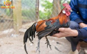 Trang trại gà rừng lớn nhất Việt Nam NTC có quy trình chăm sóc gà đảm bảo chất lượng