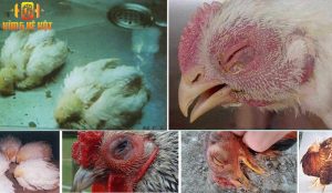 Gà bị sưng mặt chảy nước mũi có thể gây ra nhiều hậu quả ảnh hưởng đến sức khỏe và chất lượng của gà